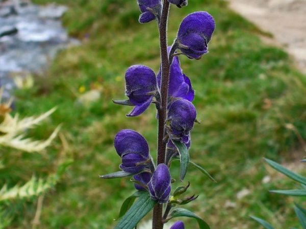 Wolfsbane